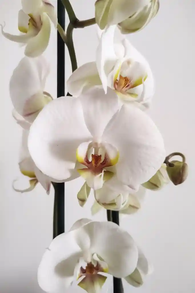 Orquidea De 1 Vara Blanca