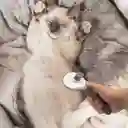 Peine De Autolimpieza Para Mascotas – Mantén Su Pelo Impecable