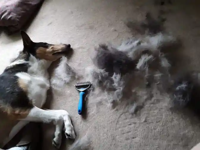 Peine Rastrillo Para Mascotas – Desenreda Y Elimina Exceso De Pelo