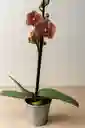Orquídea Naranja Con Vetas Rojas X1 Tallo