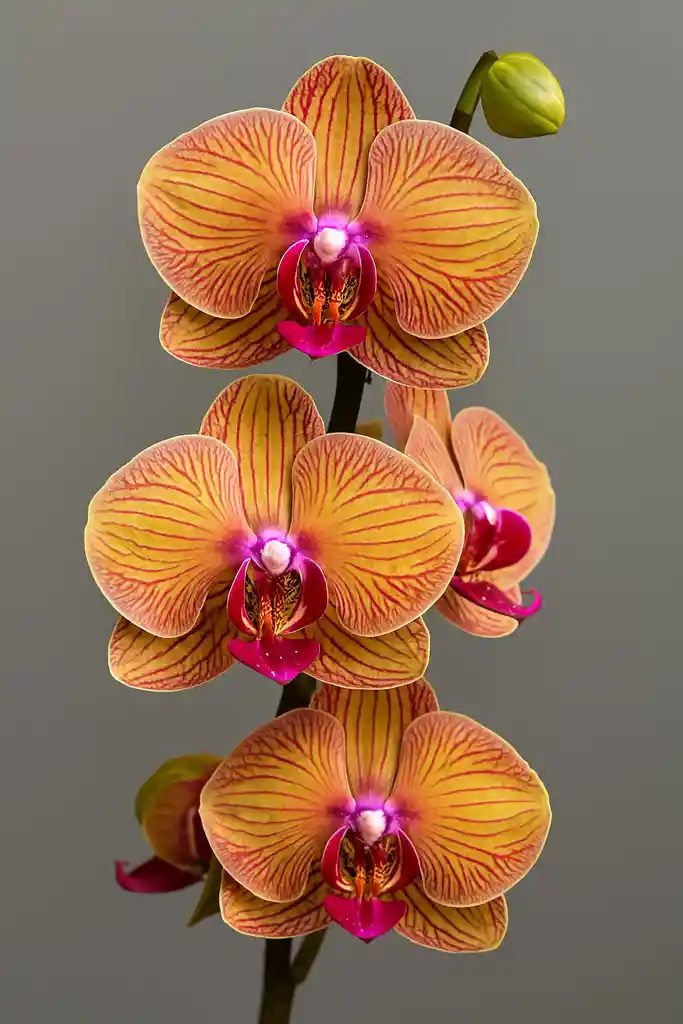 Orquídea Naranja Con Vetas Rojas X1 Tallo