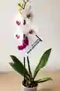 Orquídea Blanca X2 Tallos