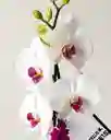 Orquídea Blanca X2 Tallos