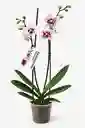 Orquídea Blanca Con Pintas Fucsias X2 Tallos