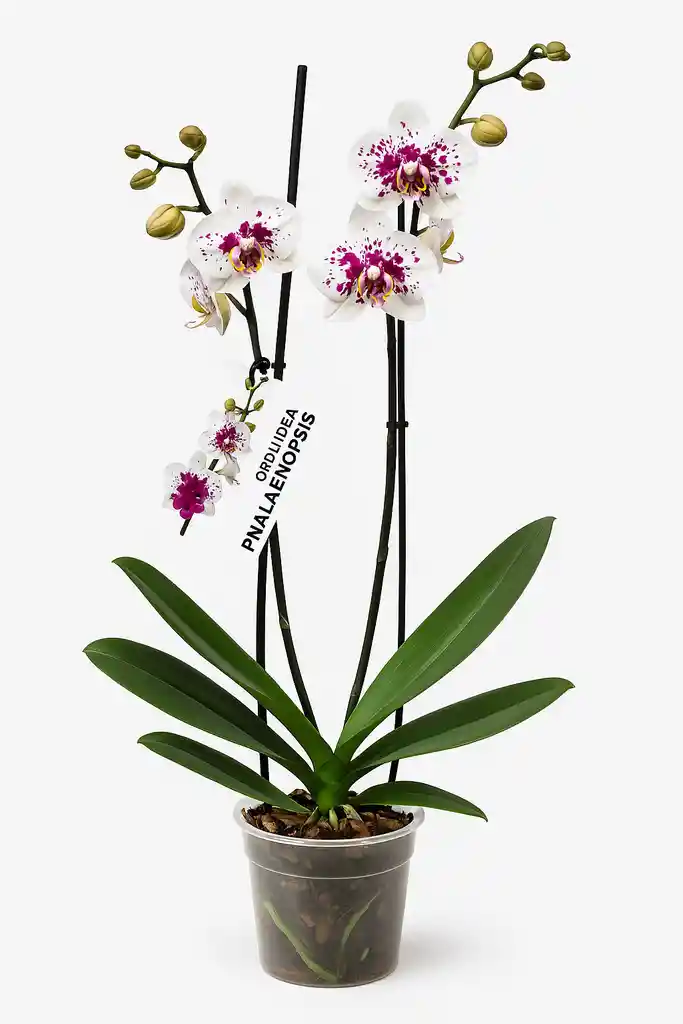 Orquídea Blanca Con Pintas Fucsias X2 Tallos
