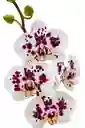 Orquídea Blanca Con Pintas Fucsias X2 Tallos