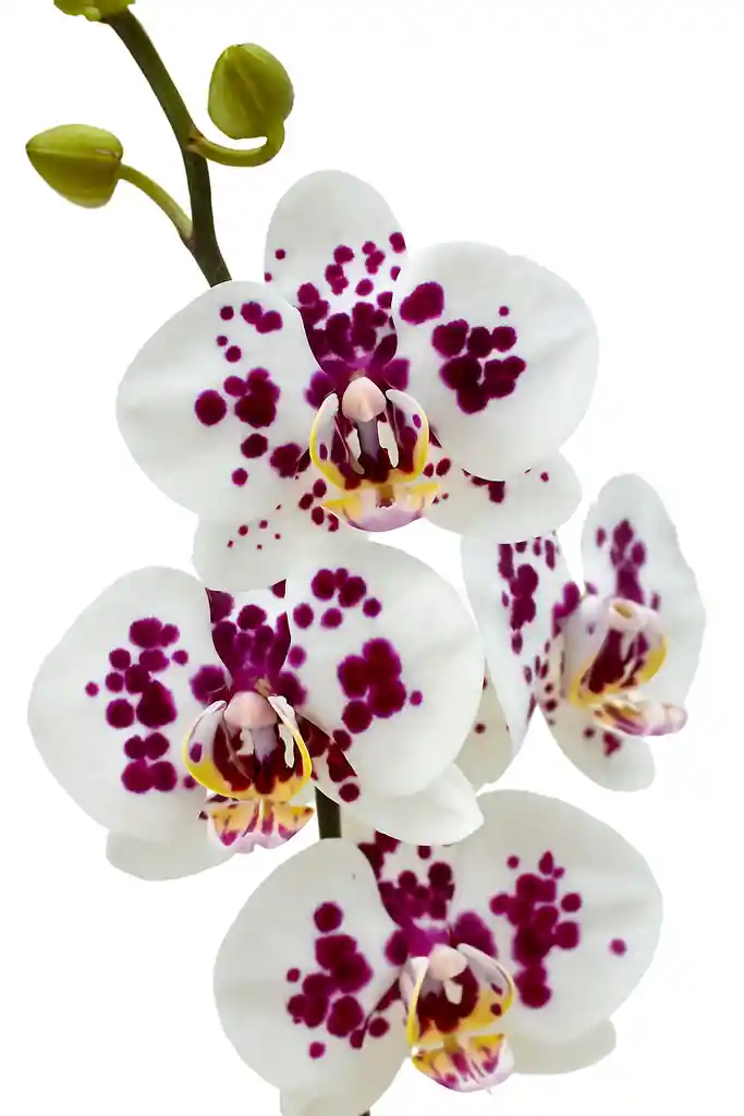 Orquídea Blanca Con Pintas Fucsias X2 Tallos