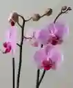 Orquidea Lavanda X2 Tallos