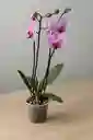 Orquidea Lavanda X2 Tallos
