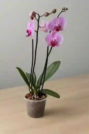 Orquidea Lavanda X2 Tallos