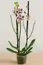 Orquídea Blanca Pintada X3 Tallos