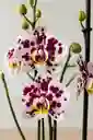 Orquídea Blanca Pintada X3 Tallos