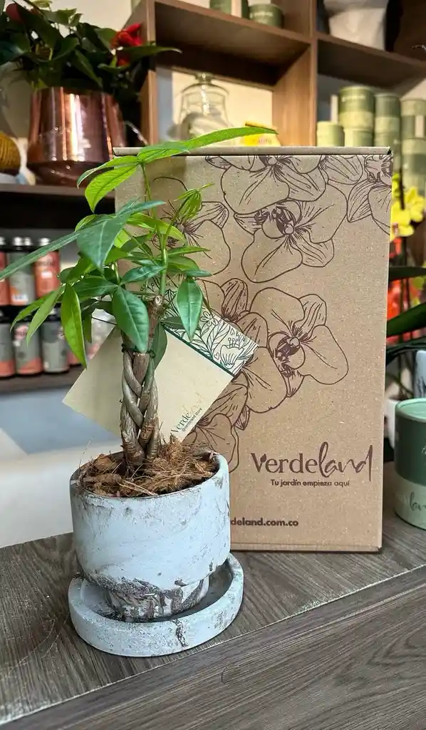 Pachira Miniatura O Árbol Del Dinero