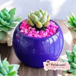Suculenta Azul