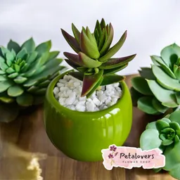 Suculenta Verde