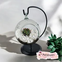 Suculenta Terrario