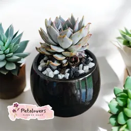 Suculenta Negra