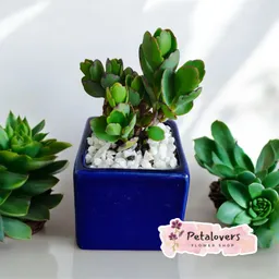Suculenta Azul