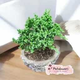 Flores Bonsai