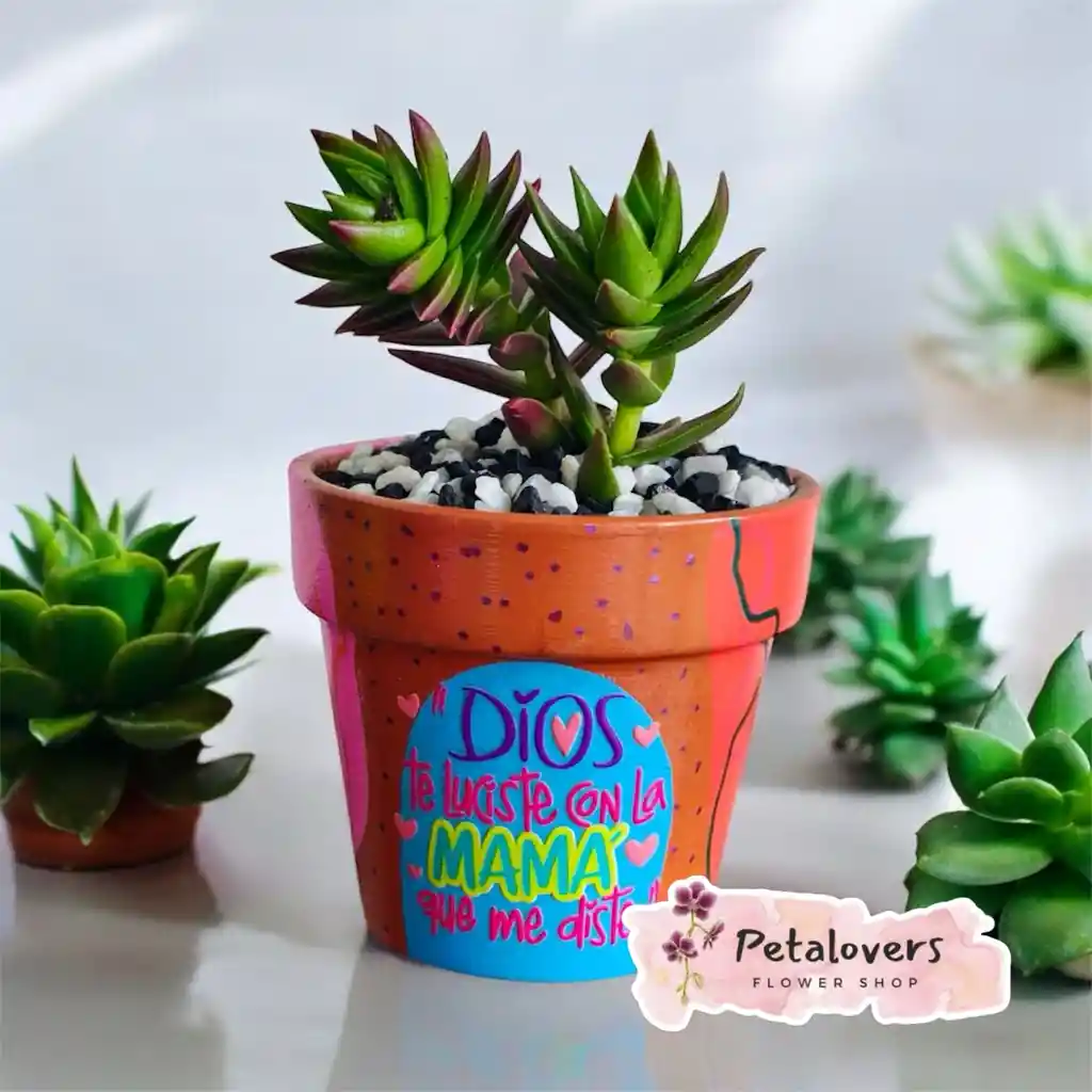 Suculenta Dia De La Madre