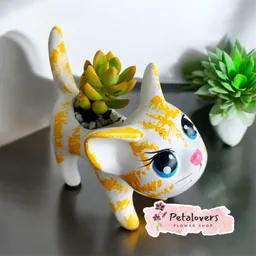Suculenta Gato