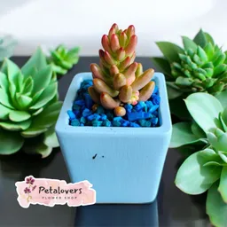 Suculenta Azul Cielo