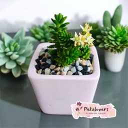 Suculenta Rosada Clara