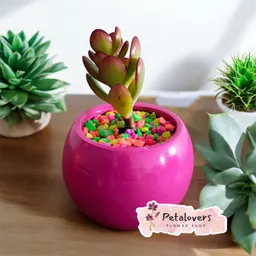 Suculenta Fucsia