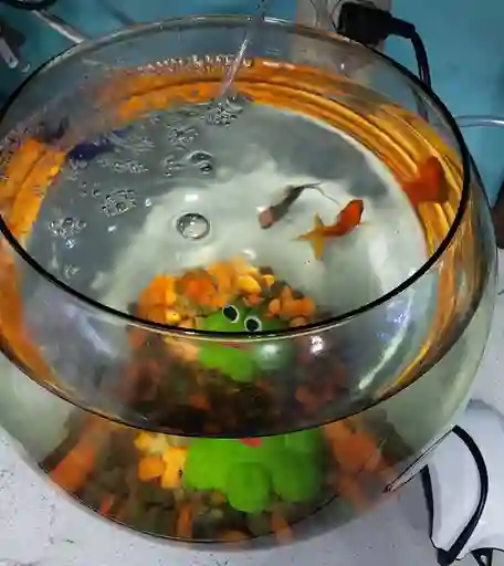 Acuario Bombonera