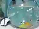 Acuario Bombonera