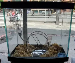 Jaula Para Hamster En Vidrio