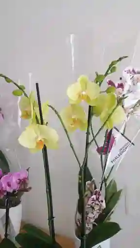 Mata Orquidea 2 Baras