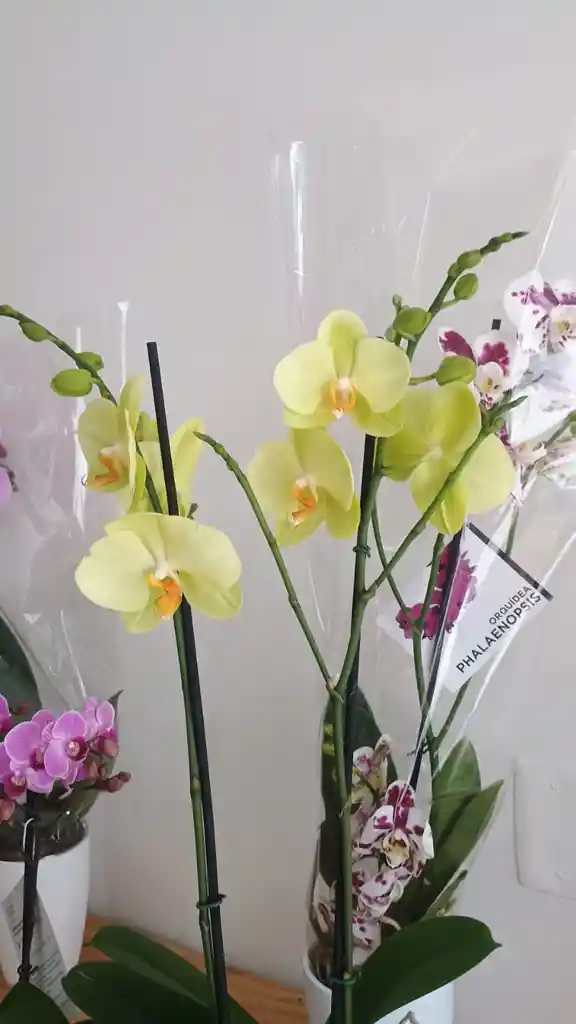 Mata Orquidea 2 Baras