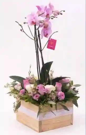 Mata Orquidea Flores