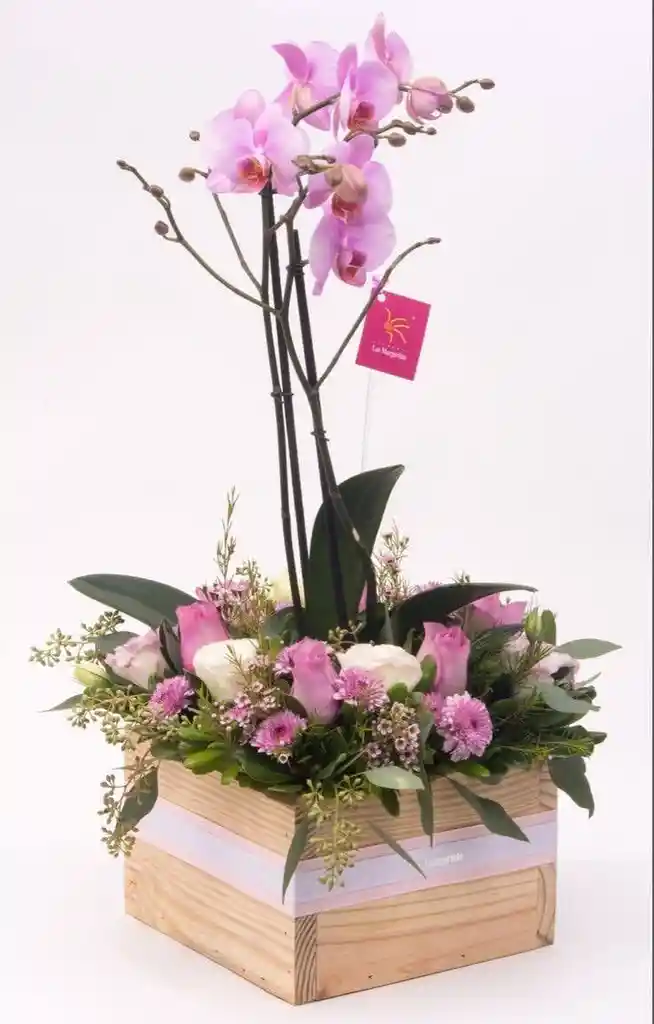 Mata Orquidea Flores