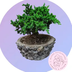 Flores Bonsai