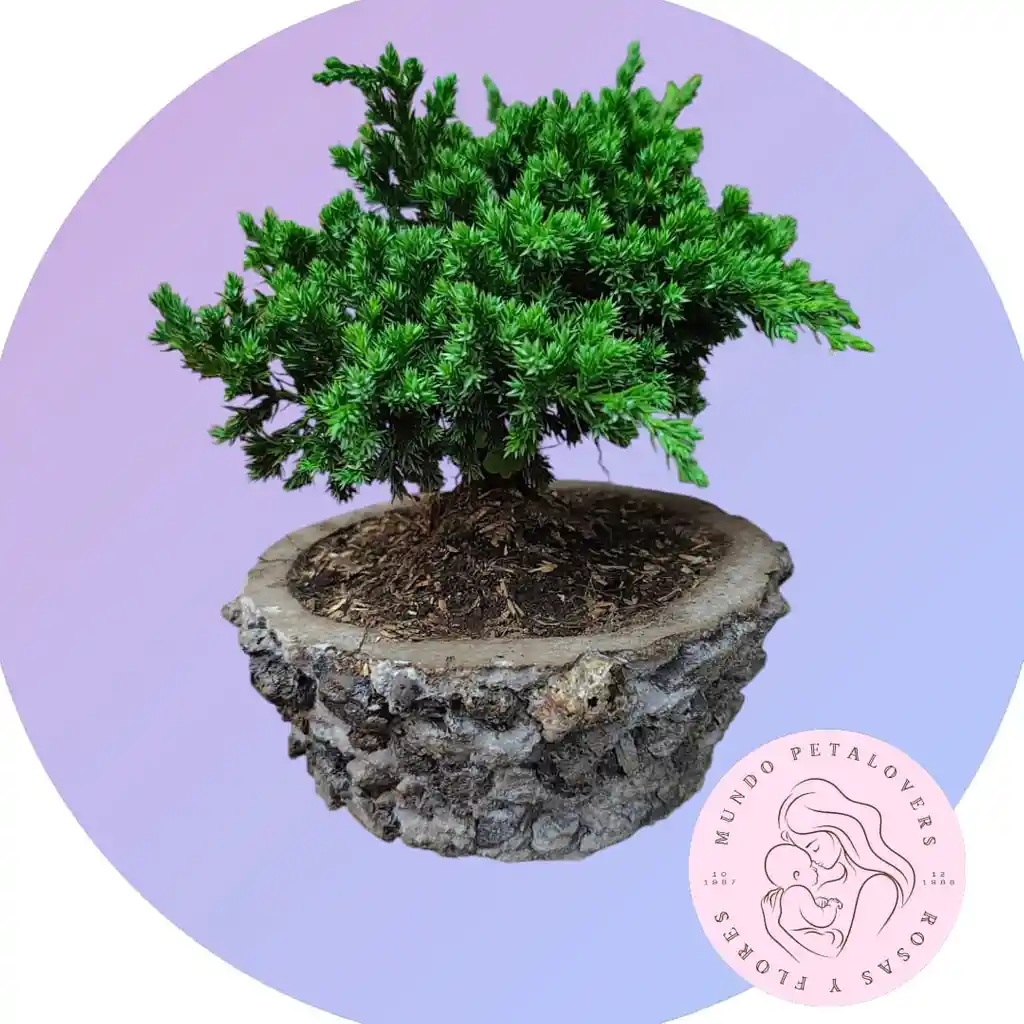 Flores Bonsai
