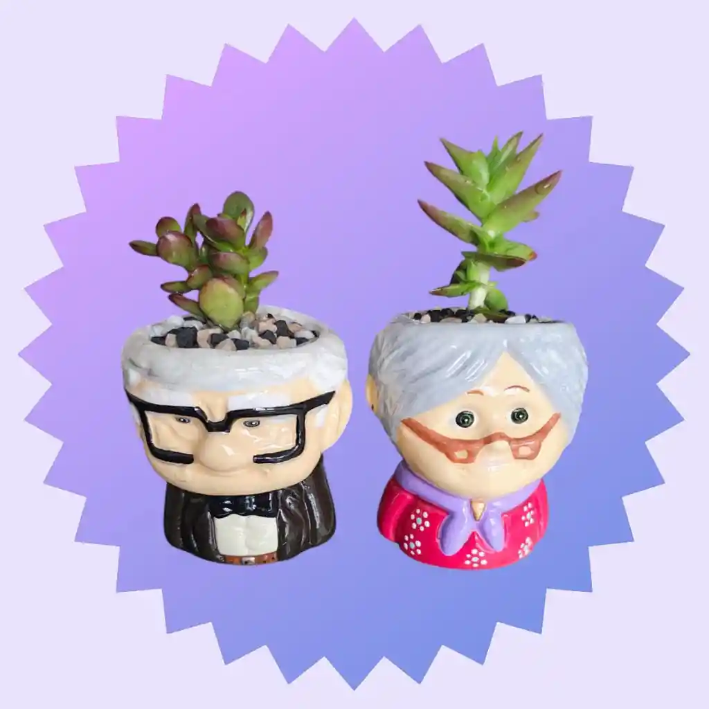 Flores Y Rosas Suculentas Abuelitos