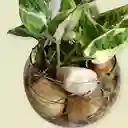Planta Potus En Burbuja De Cristal