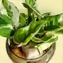 Planta Potus En Burbuja De Cristal