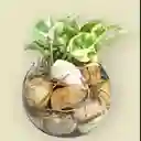 Planta Potus En Burbuja De Cristal