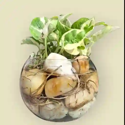 Planta Potus En Burbuja De Cristal