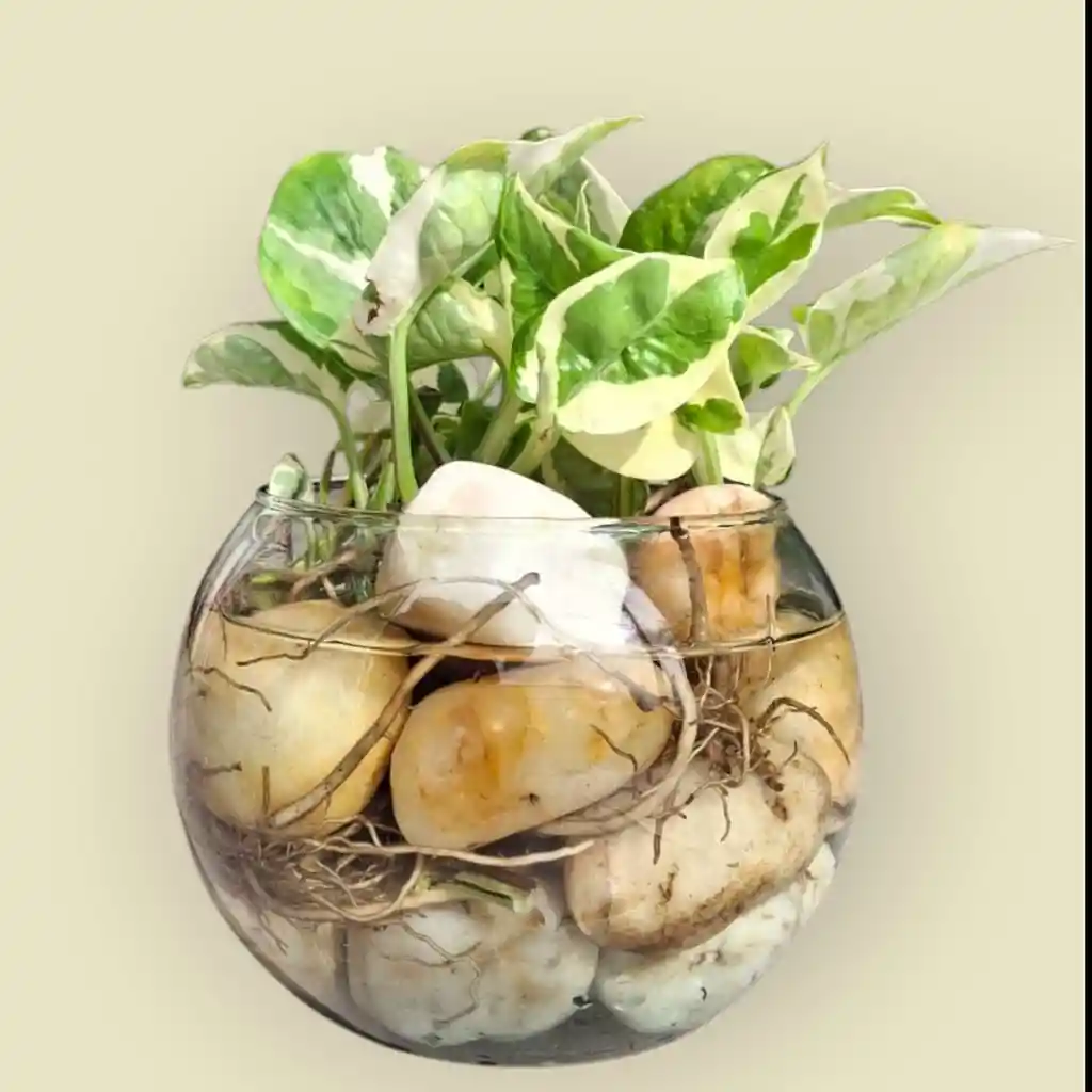 Planta Potus En Burbuja De Cristal