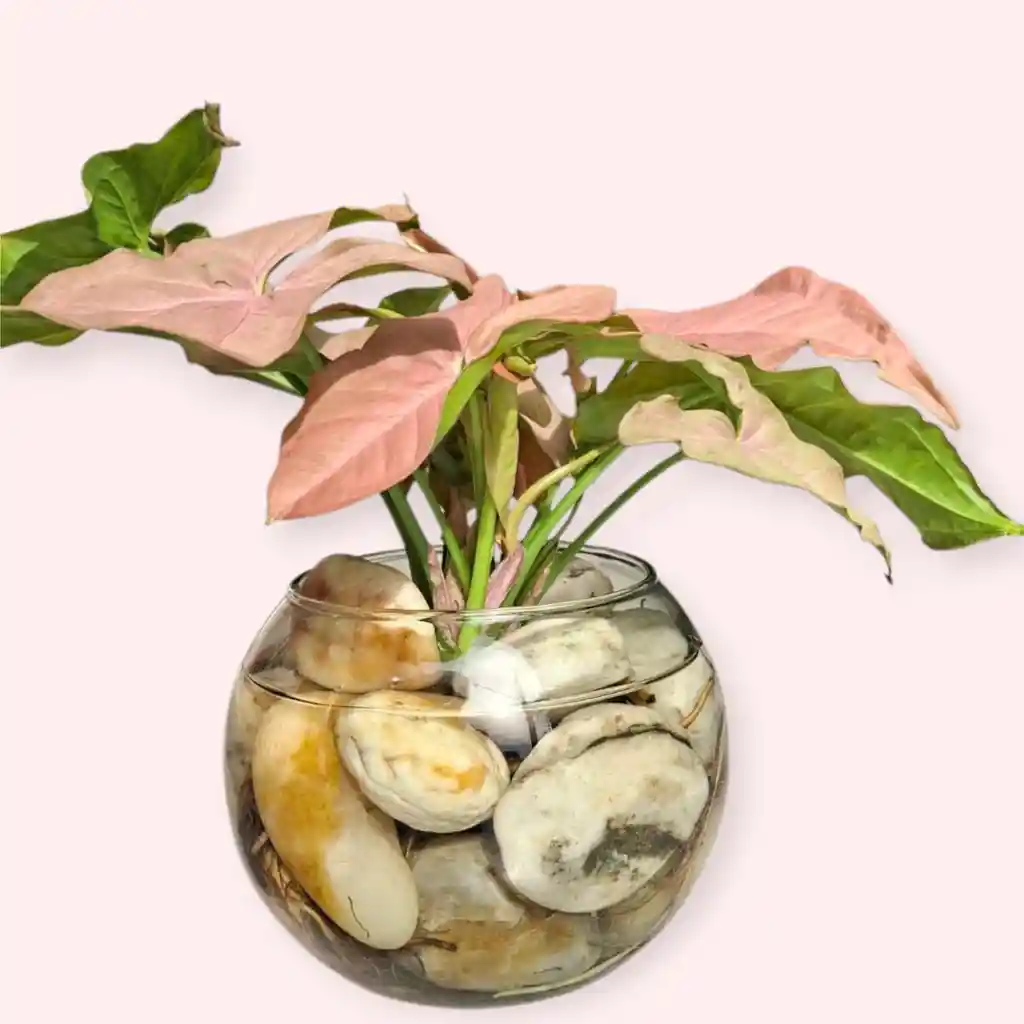 Planta Singonio Rosado En Burbuja De Cristal
