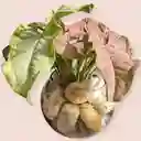 Planta Singonio Rosado En Burbuja De Cristal