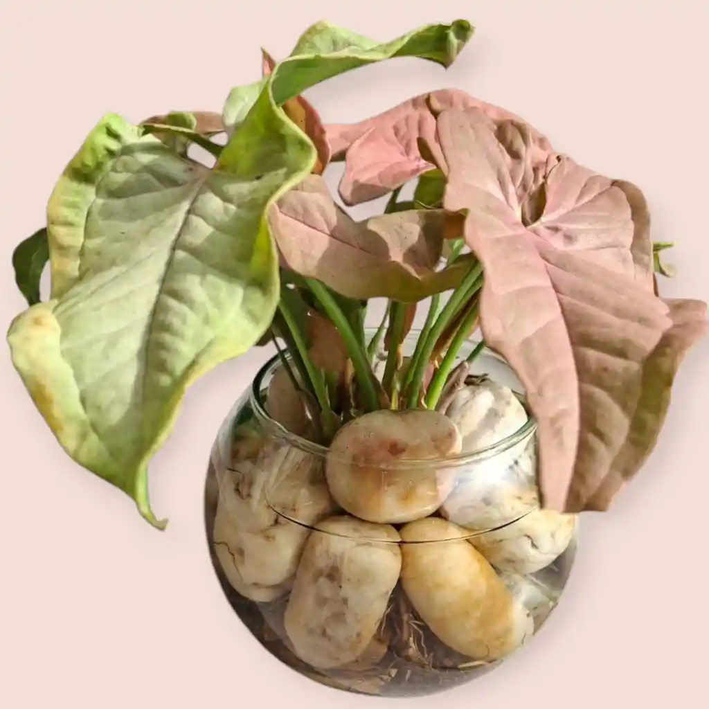 Planta Singonio Rosado En Burbuja De Cristal