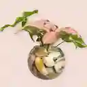 Planta Singonio Rosado En Burbuja De Cristal
