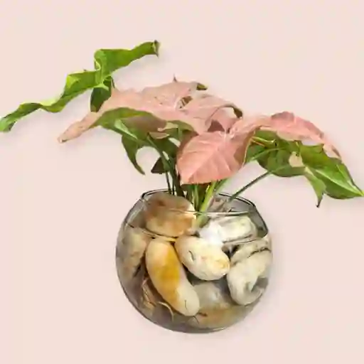 Planta Singonio Rosado En Burbuja De Cristal