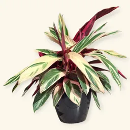 Planta Pluma De Indio En Matera Negra