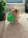 Llavero Peluche Capibara Accesorio Kawaii Capibara Mochila Tortuga